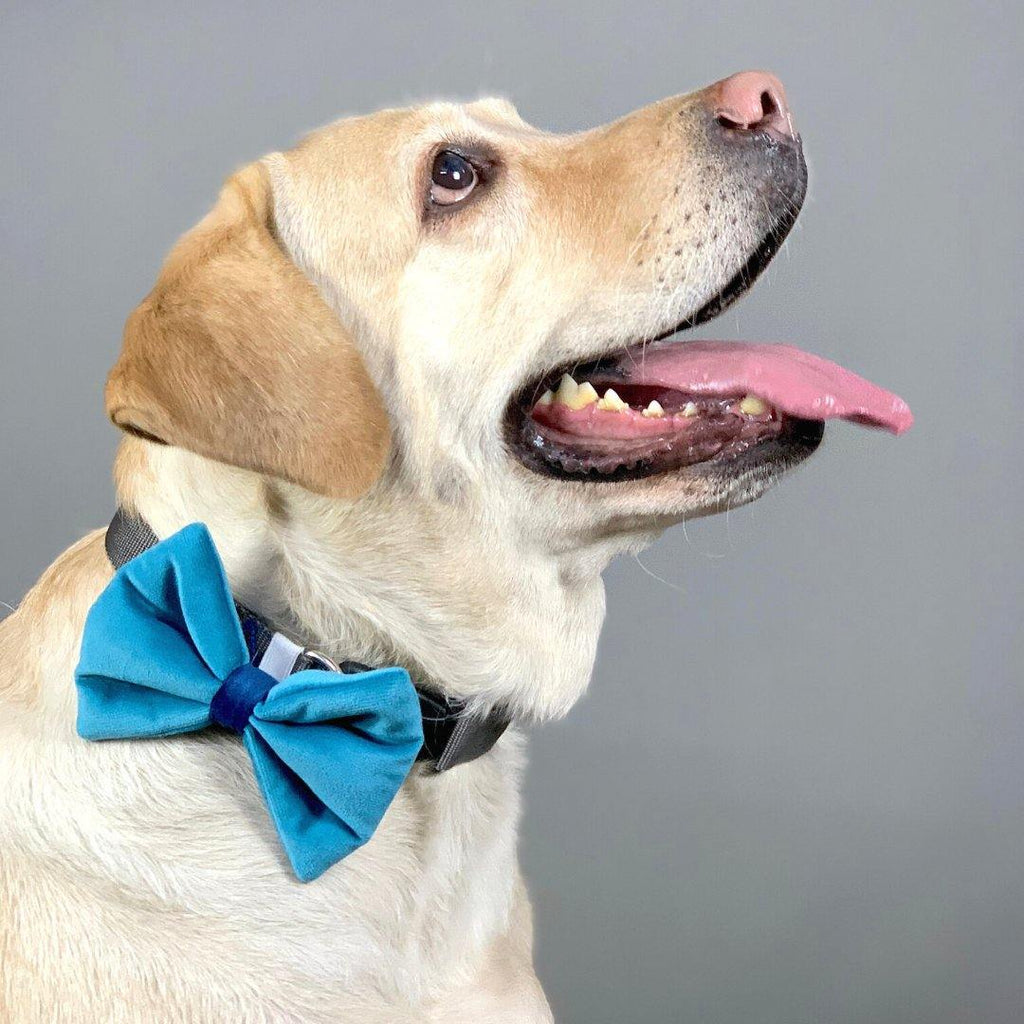Dog Accessories | Bark N' Bones By Bella