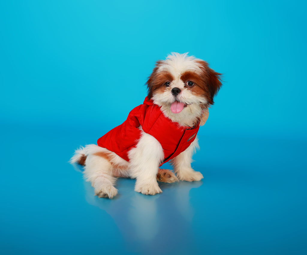 Dog Clothings
