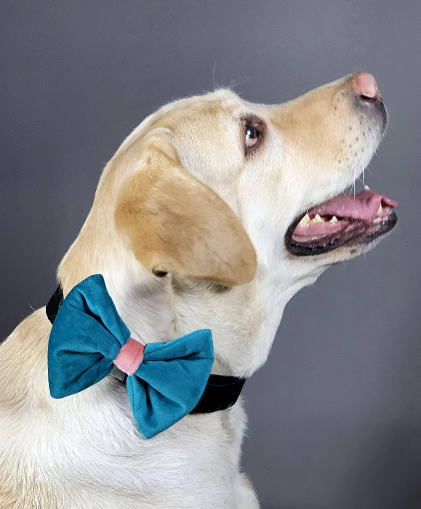 BNB Emerald Green Dog Bowtie - Bark N' Bones By Bella