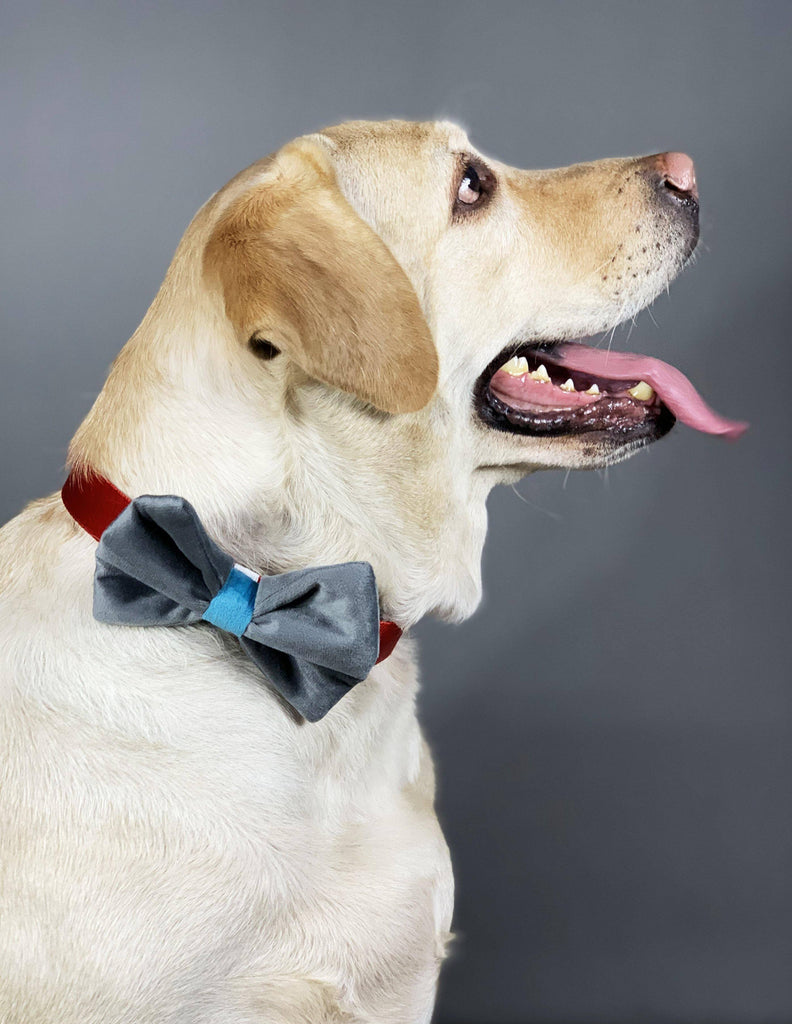 BNB Grey Dog Bowtie - Bark N' Bones By Bella