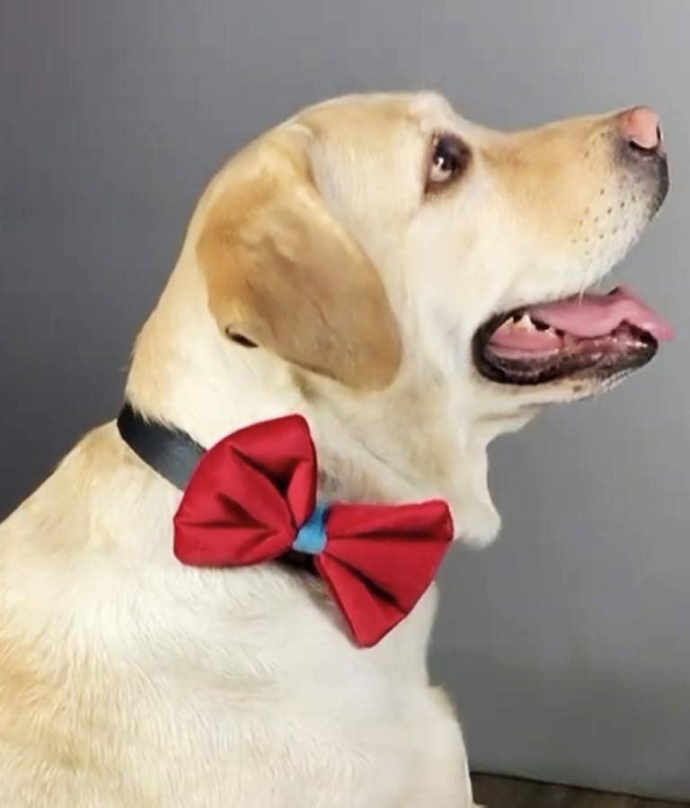 BNB Hot Red Dog Bowtie - Bark N' Bones By Bella