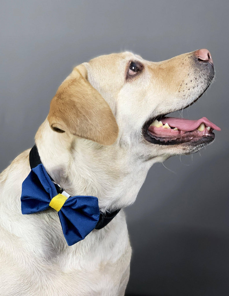 BNB Navy Blue Dog Bowtie - Bark N' Bones By Bella