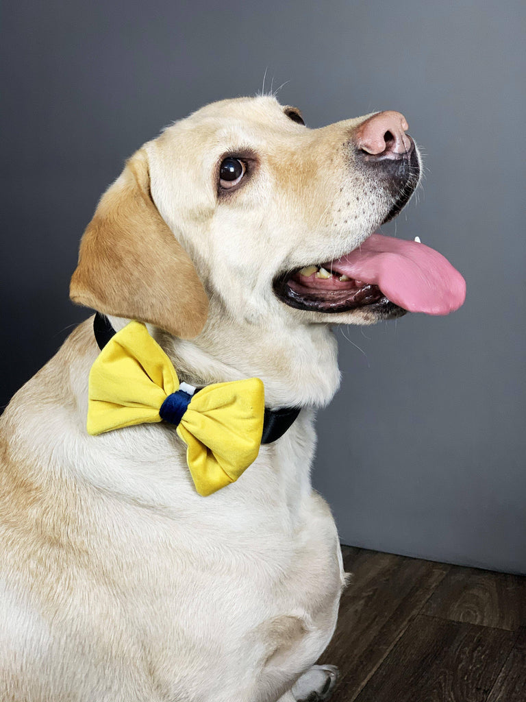 BNB Yellow Dog Bowtie - Bark N' Bones By Bella
