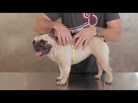 BNB Dog Winter Jackets - Bark N Bones