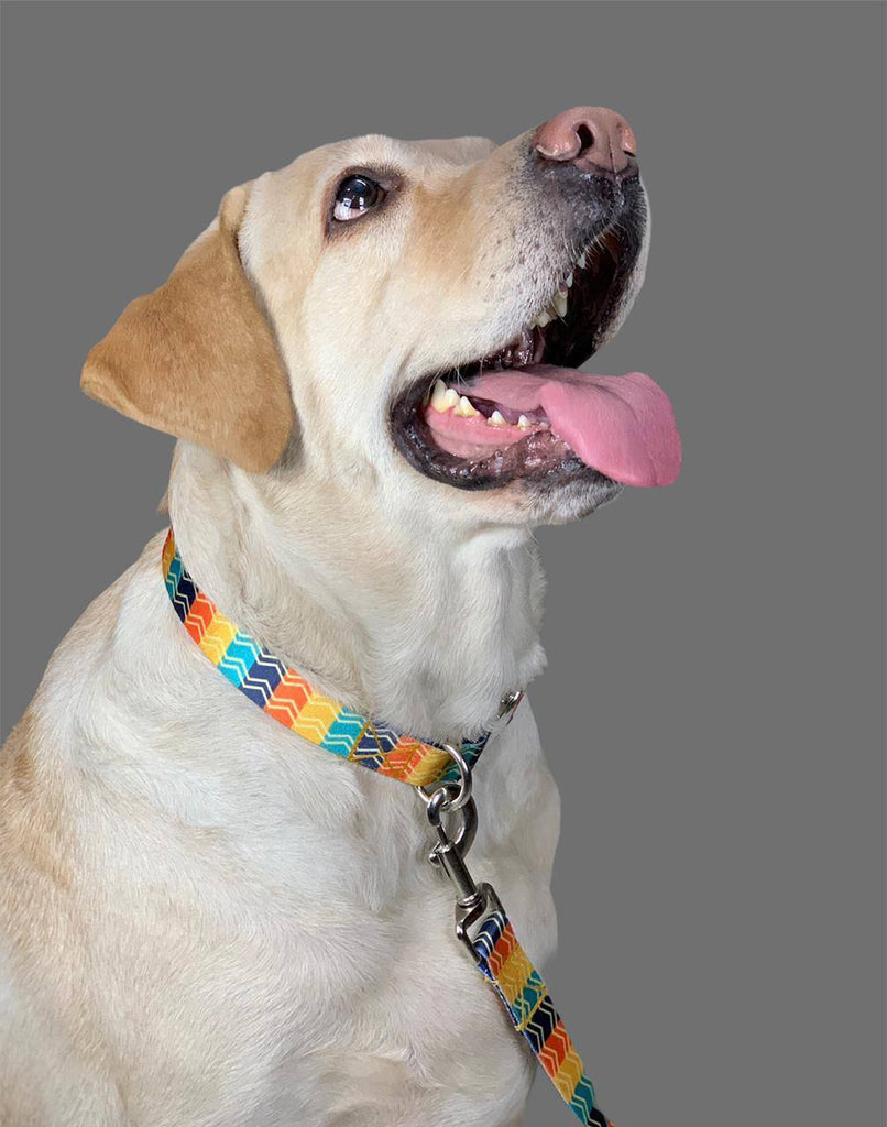 Lines & Tulips Patterned Collar & Leash Set - Bark N' Bones By Bella