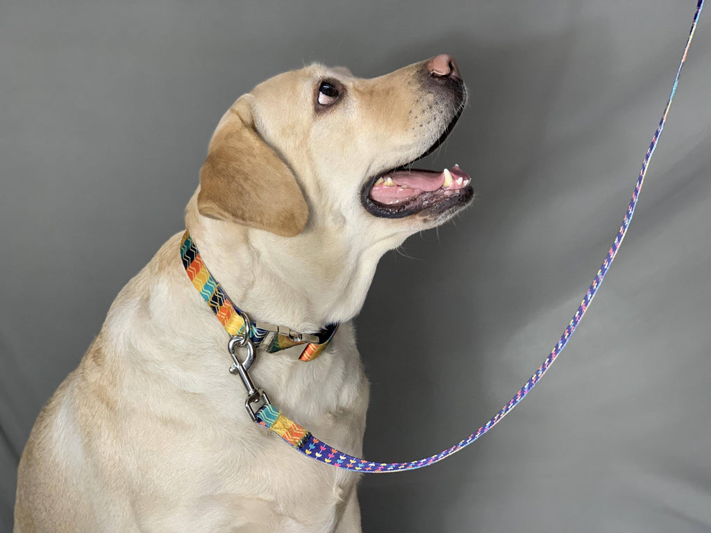 Lines & Tulips Patterned Collar & Leash Set - Bark N' Bones By Bella